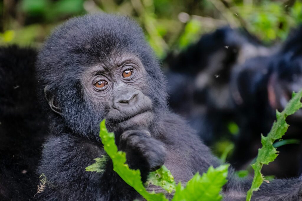 Guide-to-Gorilla-Trekking-In-Uganda.jpg